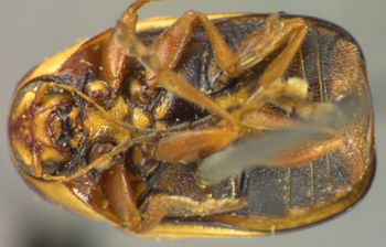 Media type: image;   Entomology 8401 Aspect: habitus ventral view